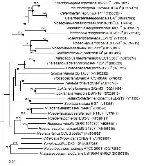 Neighbour-joining phylogenetic tree based on 16S rRNA gene sequences showing the positions of Celeribacter baekdonensis L-6 and other related taxa.