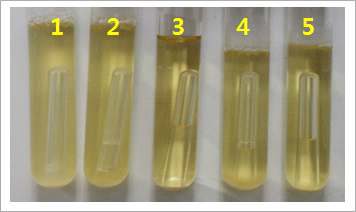 Sucrose 발효테스트 결과 1: Kodamaea sp. Y129, 2: Kodamaea sp. Y130, 3: Saccharomyces cerevisiae Y154, 4:Wickerhamomyces sp., 5:Wickerhamomyces sp.