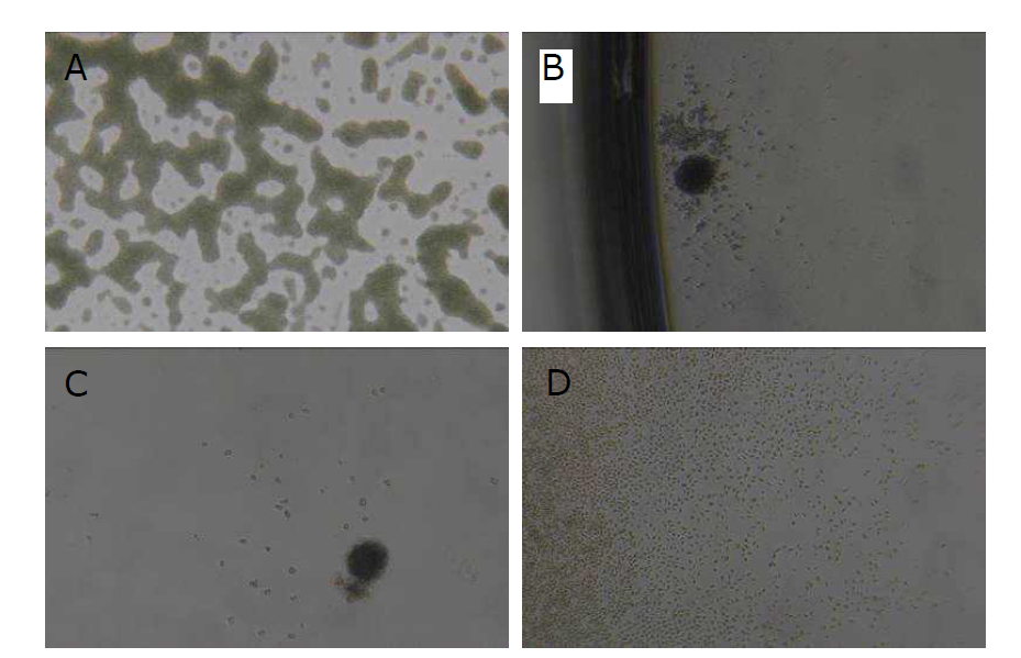 우포늪에서 분리한 초미세조류의 대표 미세조류 사진 (A: Aphanothece sp., B: Aphanocapsa sp., C; Synechococcus sp., D: Chroococcus sp.)