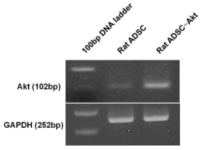 RT-PCR 분석을 통한 Akt 유전자를 과발현하는 백서 유래 지방줄기세포에서의 Akt 유전자 발현 분석