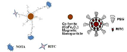 99mTc-표지 산화철 나노입자 및 자성형광 나노입자