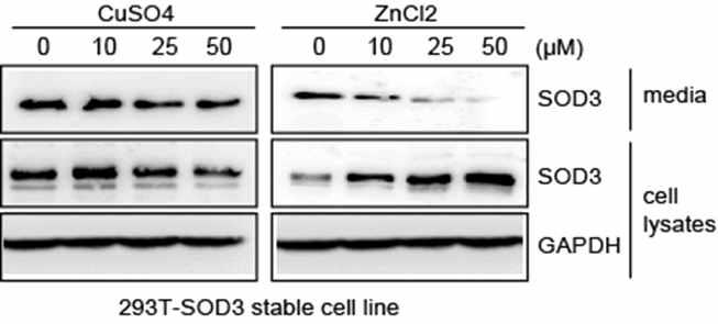 SOD3가 Zinc 이온에 의해 세포와의 결합 혹은 세포내 침투가 증가됨