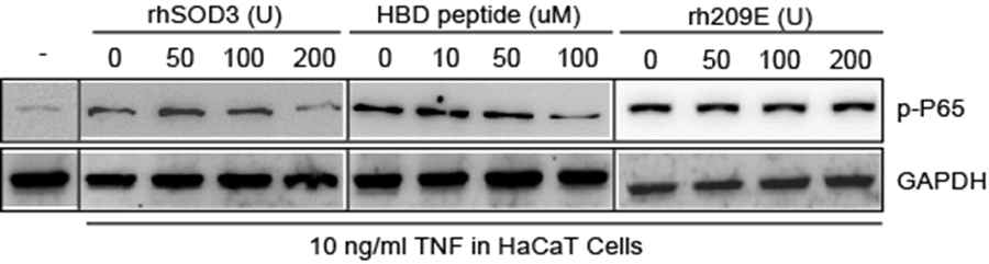 SOD3의 heparin binding domain에 해당하는 peptide만으로도 NFkB를 저해함