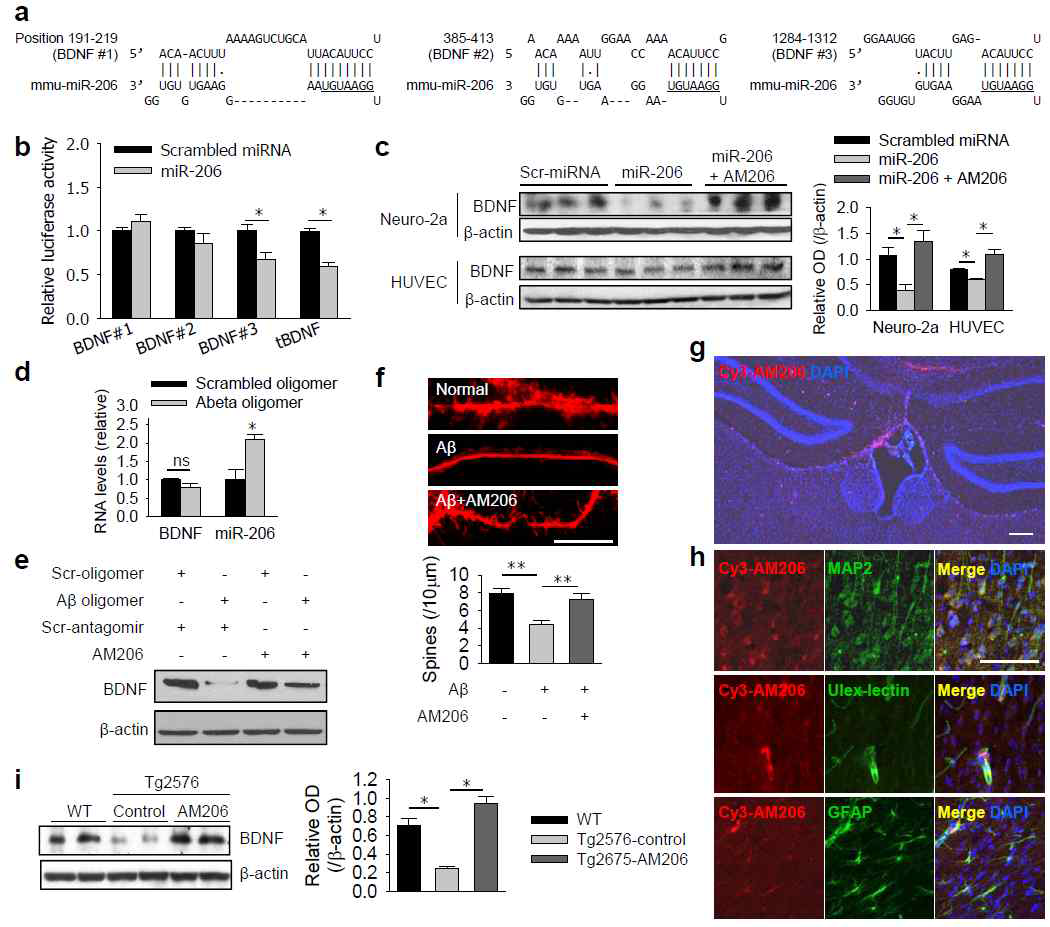 microRNA-206를 Neuro-2a cell line에서 항진시켰을 때 BDNF가 감소하였고 AM206로 억제시켰을 때 BDNF가 증가하는 것을 확인함에 따라서 AM206은 BDNF 발현에 관여함을 확인함.