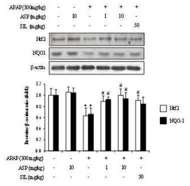 Effect of ASP on the protein expression of Nrf2 and NQO1 in APAP-treated mice