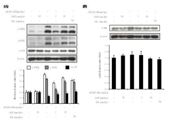 Effect of ASP on the phosphorylation of MAPK and Akt in APAP-treated mice