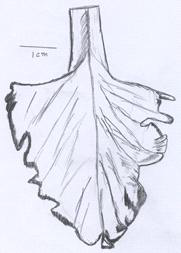 Oral arm: outer wings.