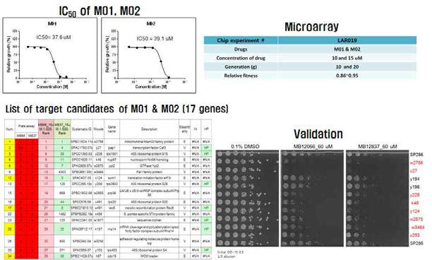 항암제 M01과 M02의 약물작용점 탐색