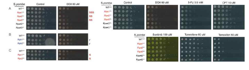 Plate spot assay를 이용한 array 실험의 검증 및 여러 가지 항암제에 대한 rpa subunit 결손 효모의 민감성 확인실험