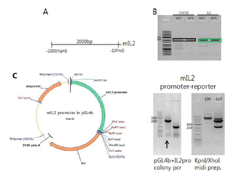 mIL2 promoter-reporter construction