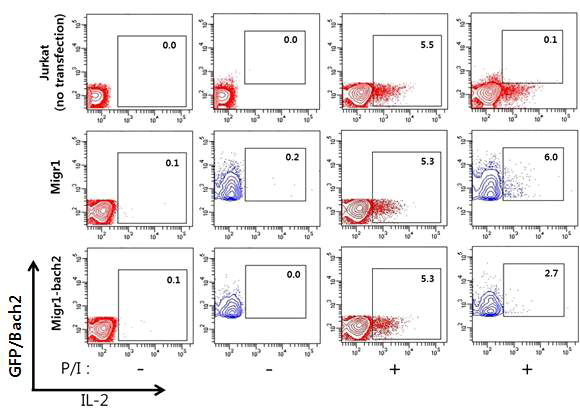 Bach2 transfection은 IL-2 생성을 감소함.