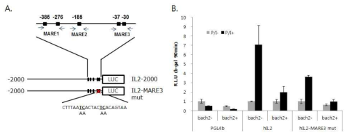 IL2 promoter의 MARE3 mutation에 의한 promoter 활성이 감소함. A. Mutation된 MARE의 시퀀스, B. Mutant constructs에 대한 Bach2의 효과