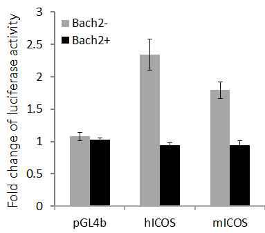 Bach2 과발현에 의한 human ICOS와 mouse ICOS의 promoter 활성이 감소함