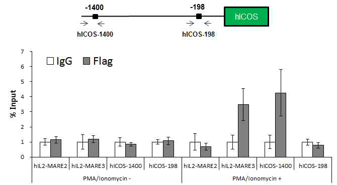 Jurkat Tcell에서 Bach2가 hICOS 유전자의 promoter 부위에 결합함을 ChIP-qPCR을 이용해 확인