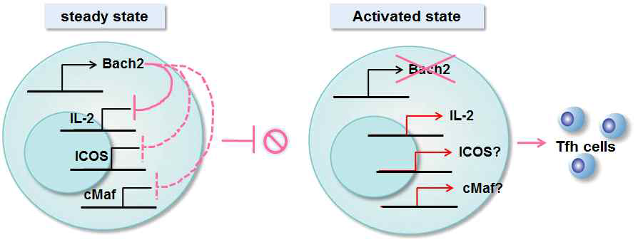CD4+ T세포에서 Bach2 작용 기전에 대한 가설 모식도
