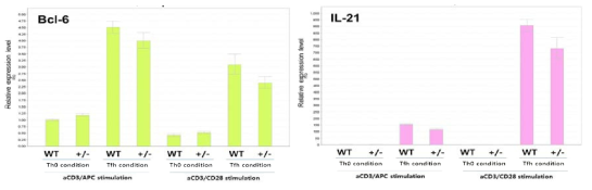 KLF10 heterozygote 마우스의 CD4 T 세포에서 분화시킨 Tfh 세포에서 BCl6, IL-21 발현 조사