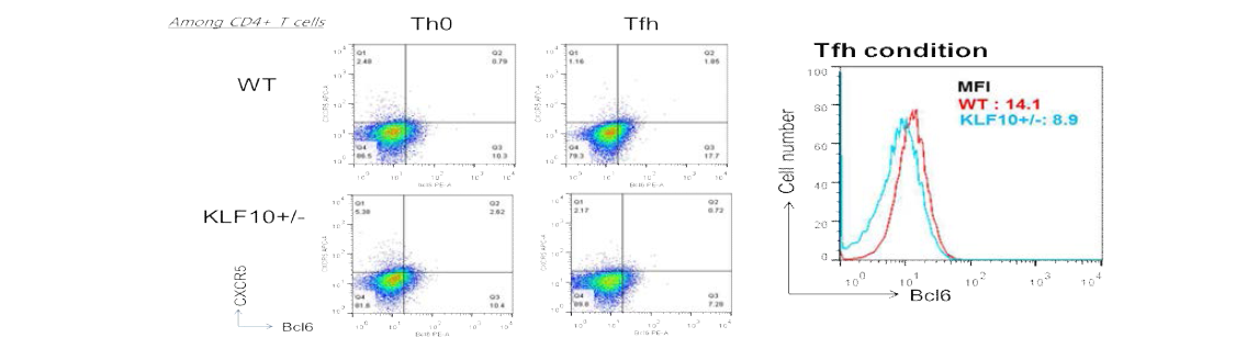 KLF10 heterozygote 마우스의 CD4 T 세포에서 분화시킨 Tfh 세포에서 FACS 분석을 통한 Bcl6 발현 조사