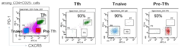 사람 편도 조직에서 Tnaive, Tfh, pre-Tfh 세포군의 순수분리