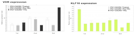 사람편도 조직에서 분리한 세포군에서 VDR과 KLF10 발현 조사