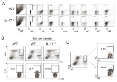 Innate IL-17-producing synovial cells retain Sca1intThy1hi phenotypes.