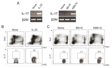 IL-17 is produced by immune complex-stimulated Sca1intThy1hicells.