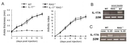 IL-17 is dispensable for developing autoantibody-induced arthritis in RAG deficiency mice