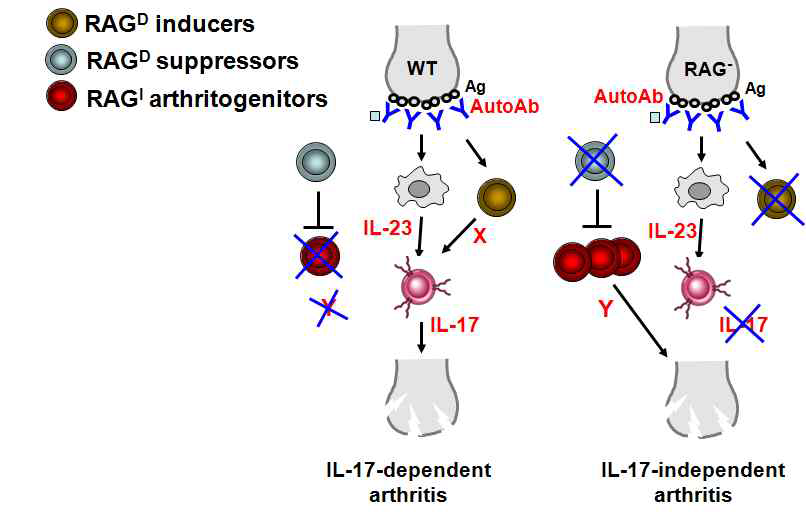 The hypothesis of IL-17-independent arthritis in RAG-deficient mice.