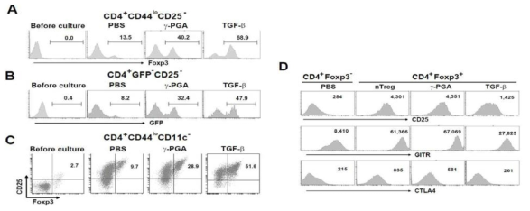 Phenotypes of γ-PGA-induced Treg cells.