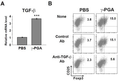 γ-PGA inducibility of TGF-β is a key mechanism of Foxp3 induction.