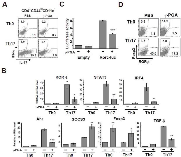 γ-PGA signals naïve CD4+ T cells to inhibit Th17 differentiation.