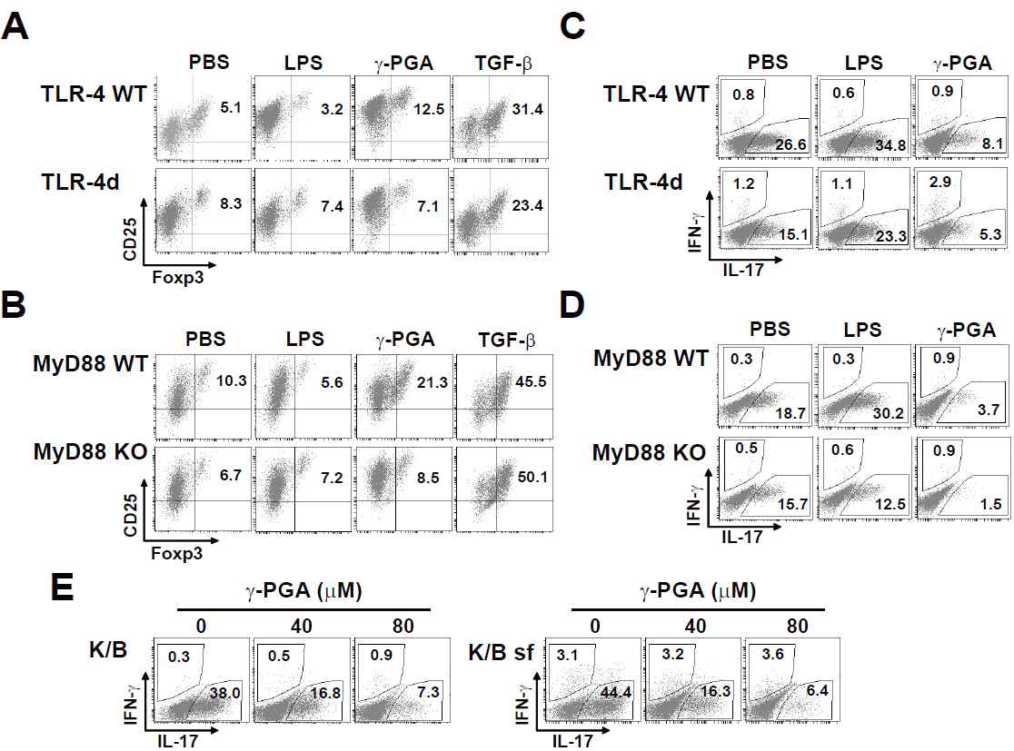 γ-PGA signals CD4+ T cells through TLR-4/MyD88-dependent and – independent pathways.