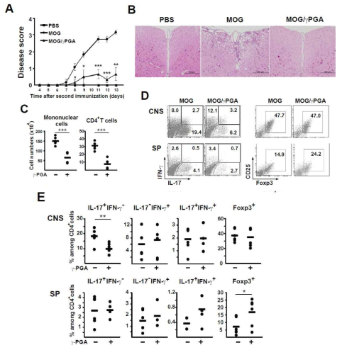 γ-PGA reduces disease symptoms and Th17 influx into the CNS in the EAE model.