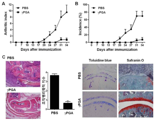 γ-PGA reduces disease symptoms in the CIA model.