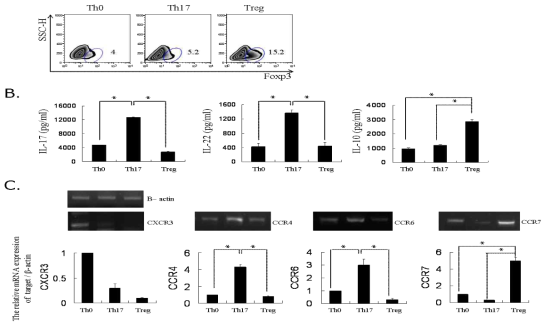 Th17 versus Treg lineages are differential expression of cytokine and chemokines receptors in human CD4+T cells