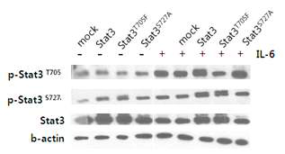STAT3 과발현 벡터의 세포내 STAT3 활성기능조사