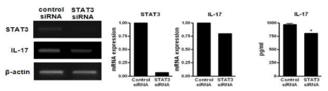 STAT3 siRNA 처리 후 IL-17 mRNA 발현 및 단백 생성 조사