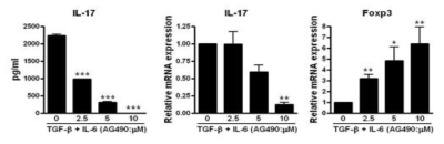 AG490 처리를 통한 IL-17 발현 억제 및 Foxp3 증가