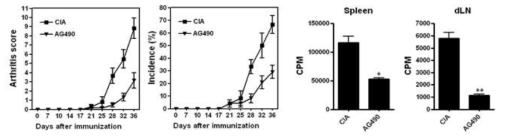 자가면역관절염 동물모델에 AG490 주입을 통한 질환 완화 효과 조사