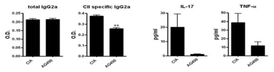 AG490 처리 관절염 동물모델에서 CII-specific IgG2a 및 사이토카인생성 조사