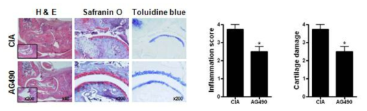 AG490 처리 관절염 동물모델 관절조직에서 염증 및 연골파괴 조사