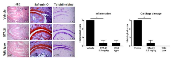 STA-21 처리군 관절에서 염증 연골파괴 조사