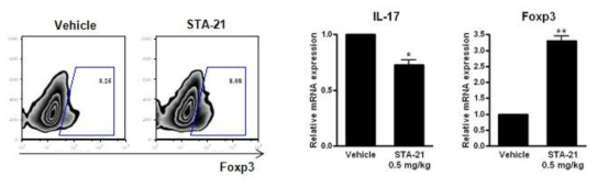 STA-21 처리군에서 Foxp3 및 IL-17의 발현 조사