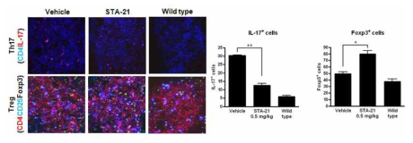 각 군의 비장 조직에서 IL-17 및 Foxp3 발현 조사
