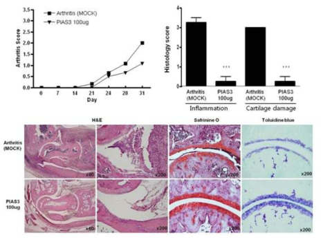 관절염 생체모델에서 PIAS3 처리에 따른 염증성 항체 생성 억제 현상
