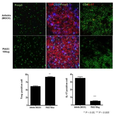 관절염 생체모델에서 PIAS3 처리에 따른 Foxp3/Treg 증가 및 IL-17/Th17 억제 동시 조절효과 관찰