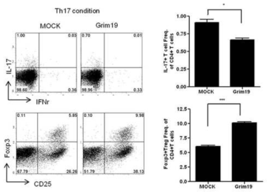 Th17/IL-17 억제와 Foxp3+Treg 증가 효과 분석