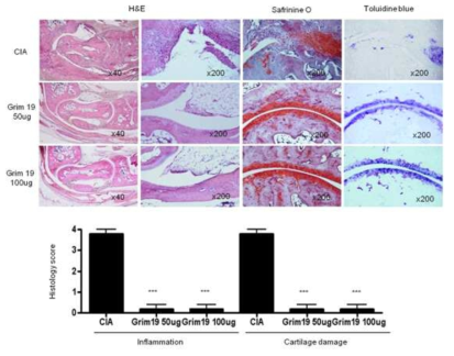 관절염 생체모델에서 관절염 파괴 억제와 염증 억제 효과 분석