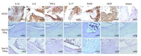 염증성 사이토카인, 신생혈관인자, 관절파괴 인자의 억제 효과 분석