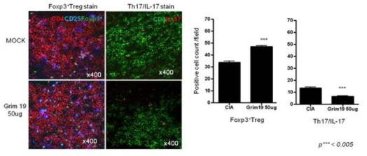 GRIM19 처리에 따른 Foxp3/Treg 및 IL-17/Th17에의 효과 분석