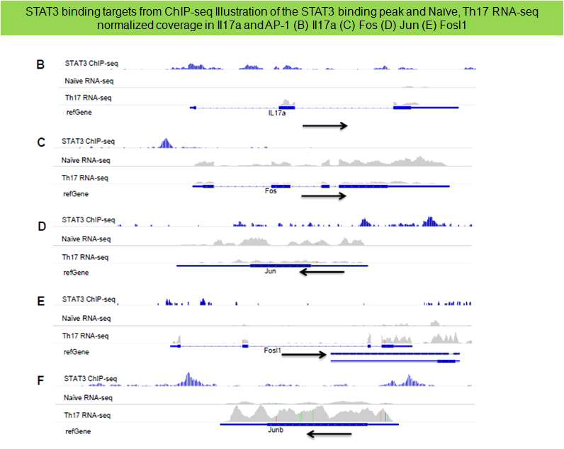 STAT3 ChIP-seq과 Th17 RNA-seq분석을 이용한 AP-1의 조사